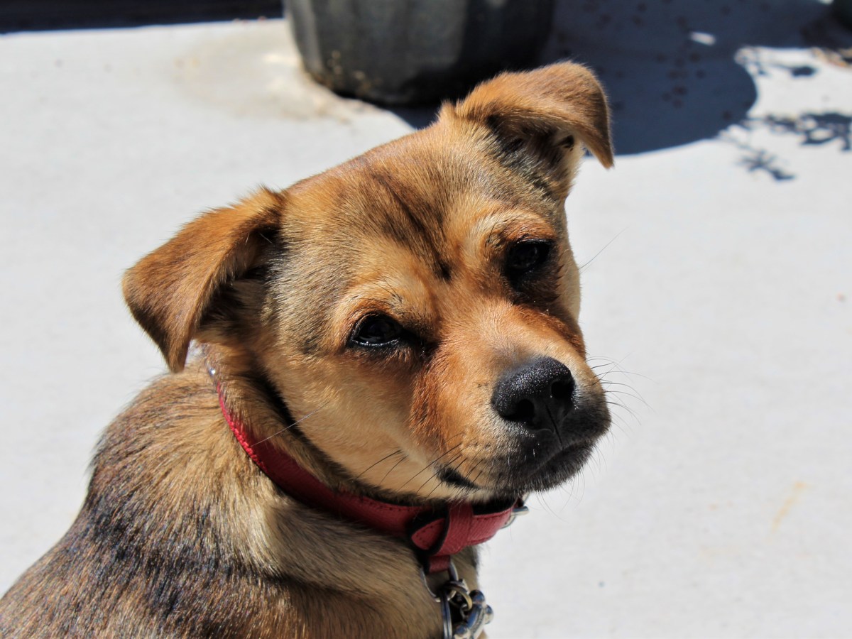 Self-care and the love of a&nbsp;puppy