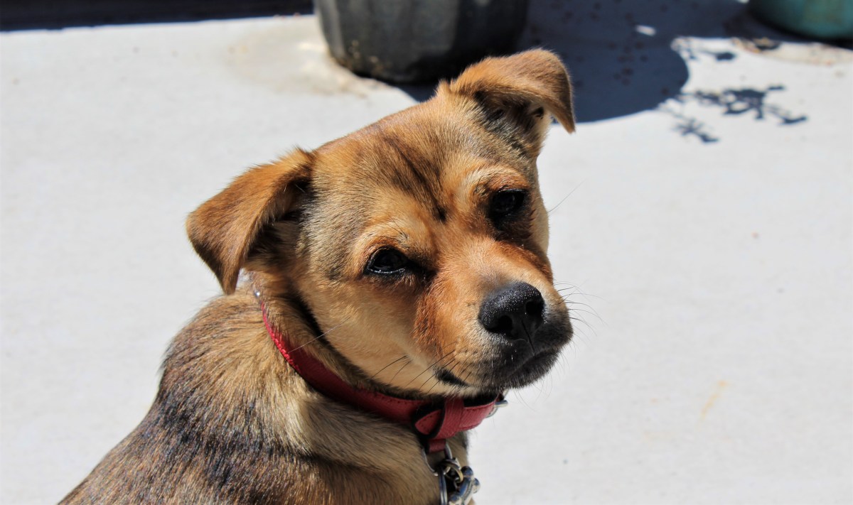 Self-care and the love of a&nbsp;puppy